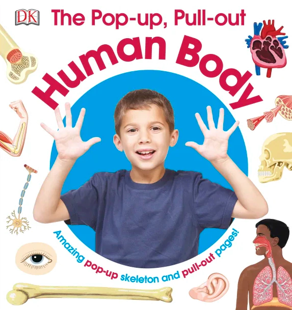 The Pop-up, Pull out: Human Body