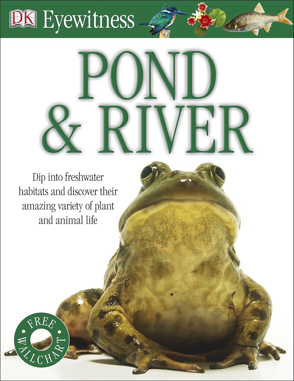 Pond & River. Eyewitness